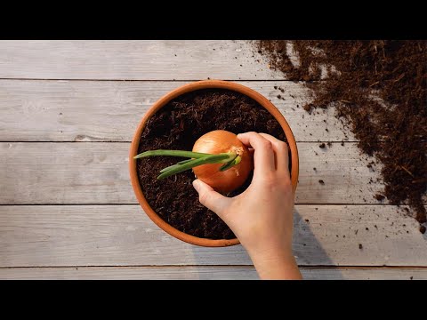 How to Save Money (and the Planet!) by Growing Your Own Fruits & Vegetables