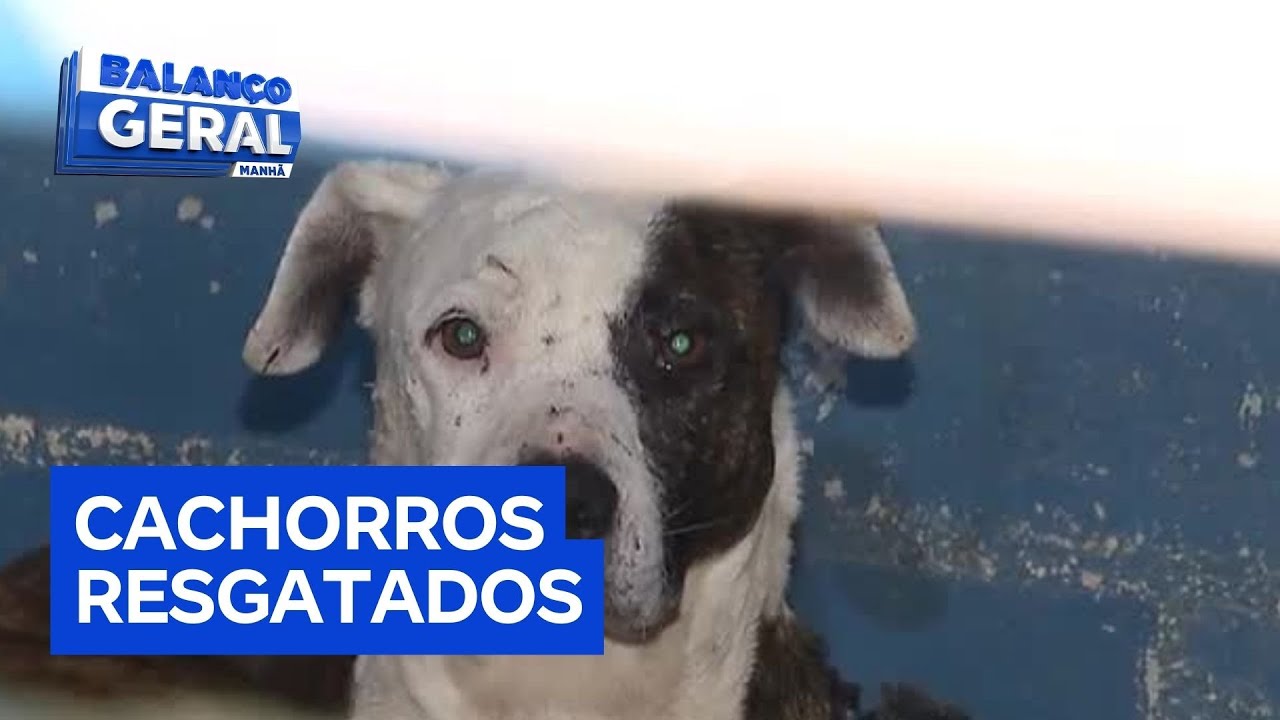 38 cachorros são resgatados de abrigo irregular na zona leste de SP