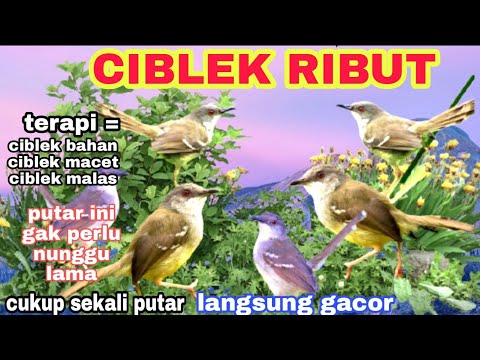 suara ciblek ribut di alam | ampuh untuk pikat ciblek liar | pancingan ciblek agar bunyi