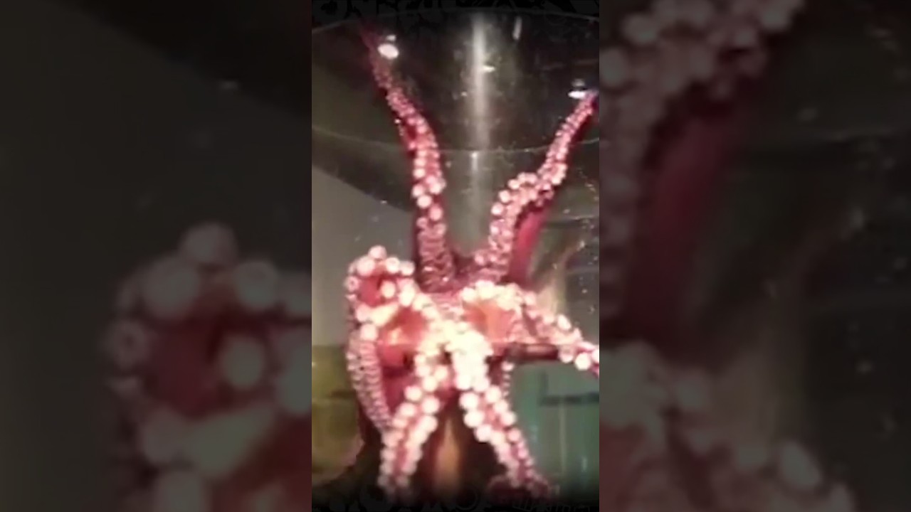 Octopuses are the World’s Greatest Escape Artists #Animals #Octopus #Ocean #Shorts