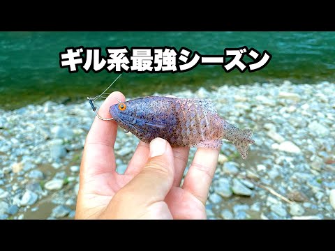 久しぶりにちょっと真面目に釣りをして来ました