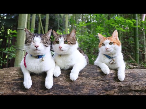 木の上で遊ぶ3匹の猫のかわいい様子をご覧ください サムネイル