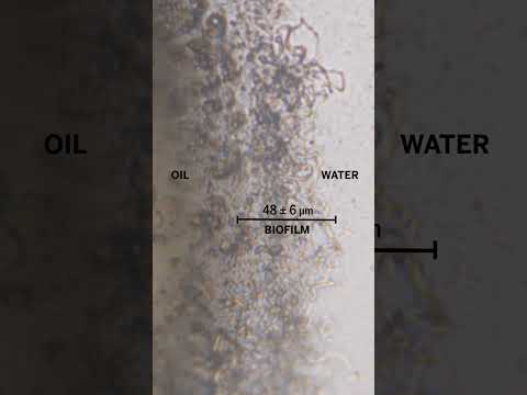 How oil-eating #bacteria break droplets down  #science  #biology