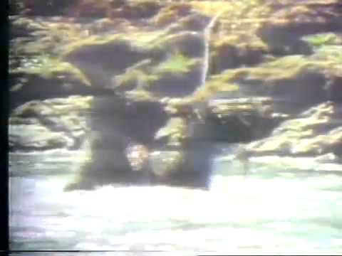 Sasquatch, the Legend of Bigfoot'