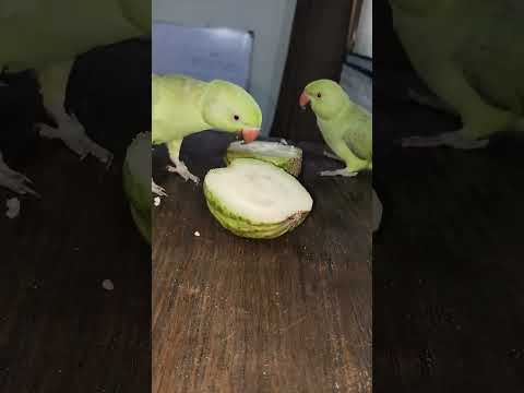 आज मिट्ठू अमरूद खा कर खुश है 🦜🦜🍐🍐#shorts# ytshorts#trending #