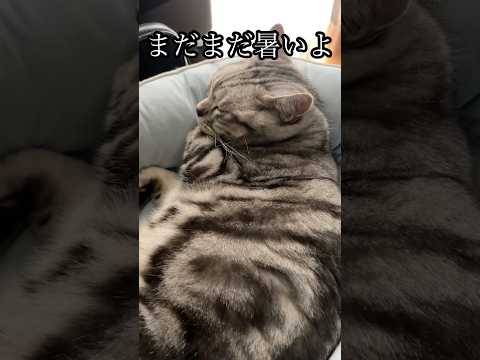 アメショ猫の昼寝＆癒し動画：かわいい日常シーンをお届け サムネイル