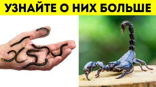 100+ фактов, которые позволят вам взглянуть на животный мир совершенно по-новому