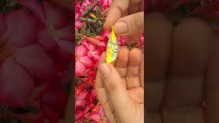 Colia mát lành🥰 #thieunhivuinhon #candy