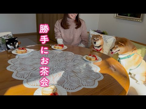 人間より先に着席しお茶会を始めた柴犬たちが可愛すぎました