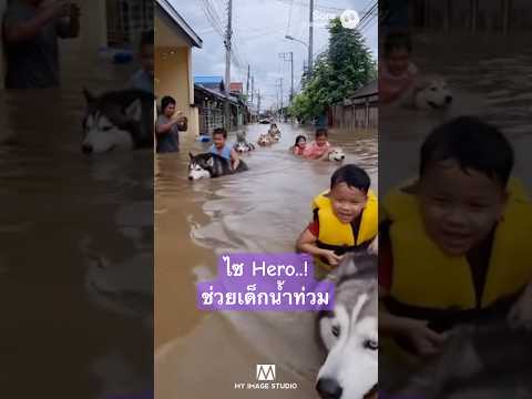 ”ไซฮีโร่“ ว่ายน้ำช่วยเด็กน้ำท่วม..! #dog  #kid  #น้ำท่วม  #funny  #ai