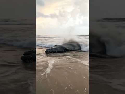 😱Giant Whale🐳Stucked on Beach😱#shorts#ytshorts#youtubeshorts#viral#reels#shortsfeed#explore#trending