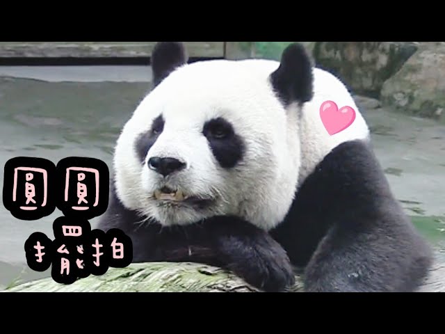 圓圓優雅擺拍，圓圓好漂亮|熊貓貓熊The Giant Panda Yuan Yuan and Yuan Bao|台北市立動物園