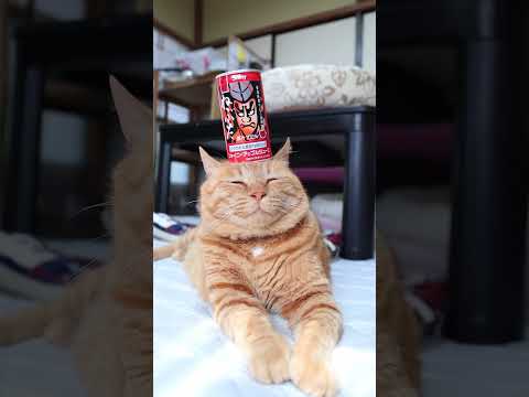 赤のねぶたとかわいい猫たちの癒やし動画集 サムネイル