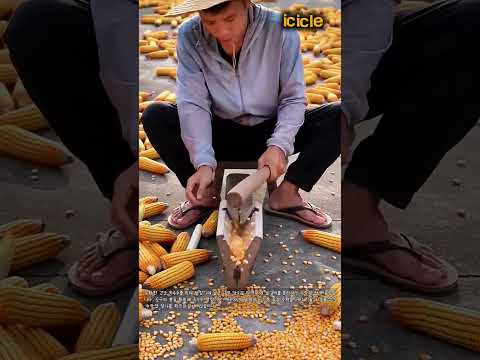 수작업 옥수수 탈곡 탈립 작업 현장