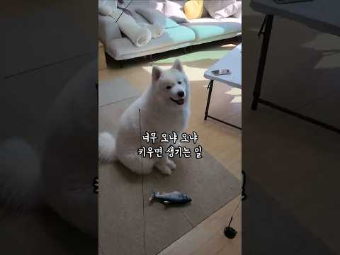 너무 오냐 오냐 키우면 생기는 일