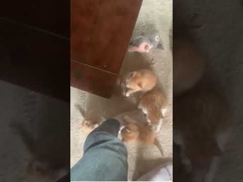 BroCat's kitten siblings filmed with a toaster #shorts