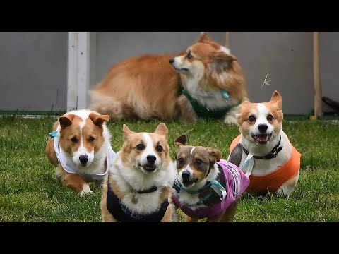 Live: Dogs and owners gather in Lithuania for corgi race, fashion show