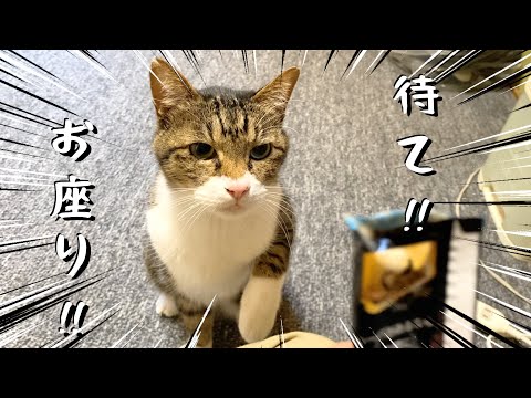 ｢待て｣と｢お座り｣を習得している犬のような猫...