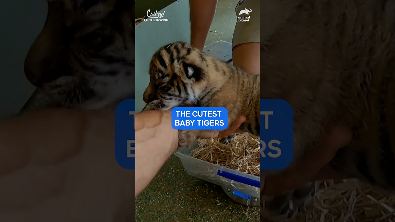 Robert Irwin Weighs Tiger Cubs at the Australian Zoo! | Crikey! It's the Irwins | Animal Planet