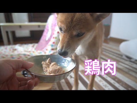 怪我のお薬タイムを鶏肉で盛り上げたい　柴犬小夏ASMR サムネイル