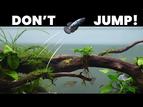 Put A Lid On It - DIY Aquarium Screen Build Do you suffer from frequent nightmares of your fish jumping out of your tank and falling to their de