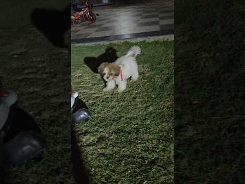 Oreo🐕#shorts #viral #minivlog #pets #puppy #doglife #dogshorts#ytshorts #ytviral #comedy#funnycomedy