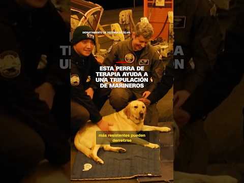Esta perra de terapia ayuda a una tripulación de marineros