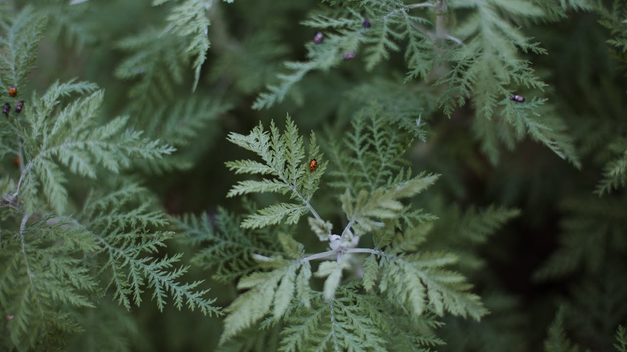 VIDEOS HAPPY BY NATURE