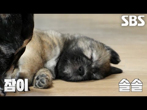 삽살개 꼬물이들, 마당으로 나와 신나게 즐기는 시간★ (<strong>ft</strong>. 할아버지의 보살핌)