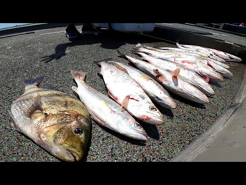 fishing Galveston North jetty for speckled trout