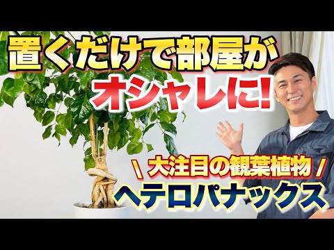 【インテリア映え◎】部屋がオシャレに！育てやすくてかっこいいヘテロパナックス【育て方】【観葉植物】