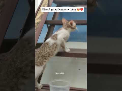 Give me a name plsss ❤😻😻 #youtubeindia #ytshorts #ytshorts #ytshorts #youtubeshort #youtubeshort