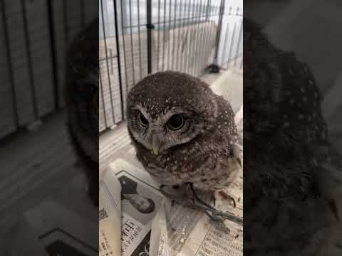 起きたばっかりでちょっと寝ぼけてるフクロウ🦉#owl #cute #birds #癒し #インドコキンメフクロウ #animals #フクロウ #フクロウのきなこ