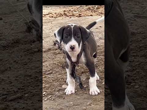 “My Puppy Started Barking at Me Like I Owe Him Money 😂”