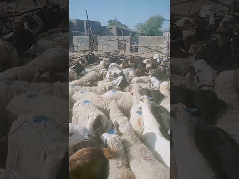 #animals #anmals #catvideos #cow #travel #donkey #cat #goat #funny #camel #shorts #1000subscriber