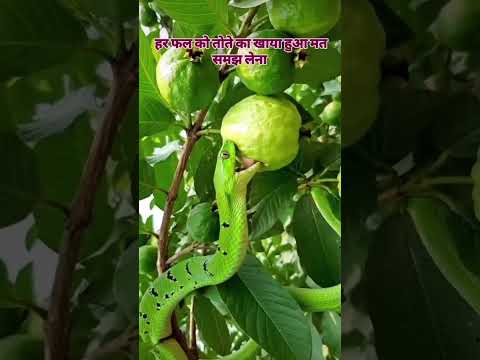 Royal animal kingdom power meeting #horse #meeting #caw #funnyvideo #ytshorts #goats #viralpost #go