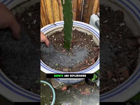 <strong>Wood</strong> <strong>Ash</strong> in the Garden? 🌱🔥 Learn When and Where to Use It||#WoodAsh #GardenTips #VegetableGarden