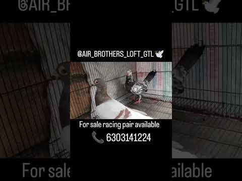 @air_brothers_loft_gtl #forsale racing pair available #📞 6303141224 #📍 Guntakal #share #subscribe 👈🙏