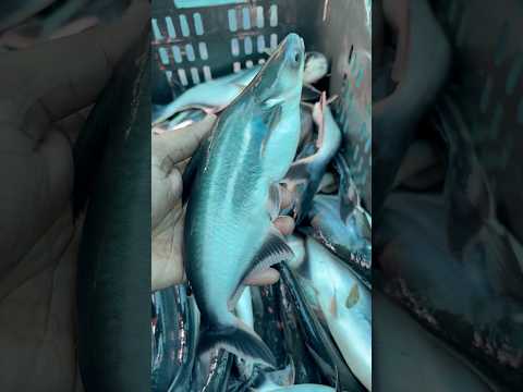 New fish Mili Aaj mere ko Gaon Mein !! #infoknow #facts #dailyfacts #factfile #keyfacts #factbox