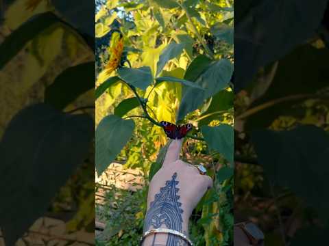 Neues Video ist online!😍🐛🦋 #schmetterlinge #schmetterlingezüchten #butterfly