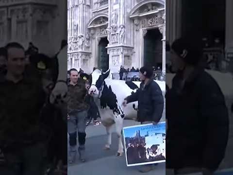 La protesta degli agricoltori continua: una mucca munta al Duomo di Milano #shorts #news