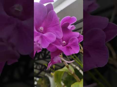 കാത്തിരിപ്പിന് ഫലമുണ്ടായി...#orchid