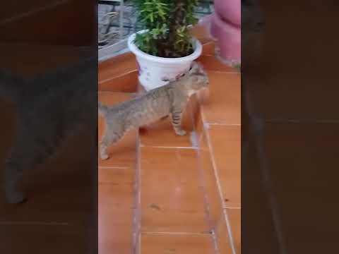 chùa Hoa Ni ,Rạch kiến, #phongthuy12congiap #travel #vongtayphongthuygiakhiem