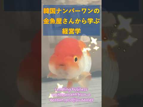 金魚を売ってくれない金魚屋さん...A goldfish shop that won't sell you goldfish