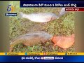 Wonder Fish: 20-kg fish caught by fishermen in Janagam