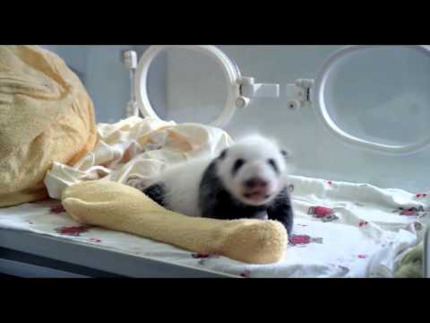 Pandas: The Journey Home'