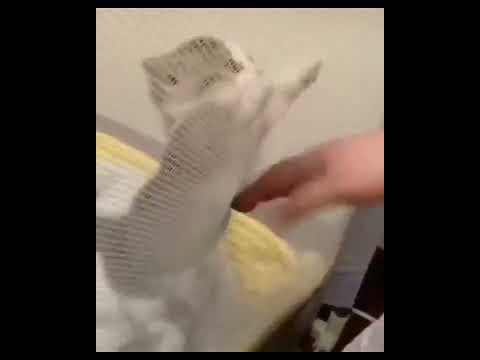 Cat Cuteness Overload! 😻