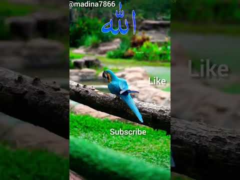 जिसने तुझे किया कर उठाया #cute #short feed #short video # viral dua 🕋 trending short# motivation 🌟🕋🕋