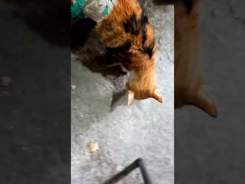 Candy had hunted a rat with a broken leg😨