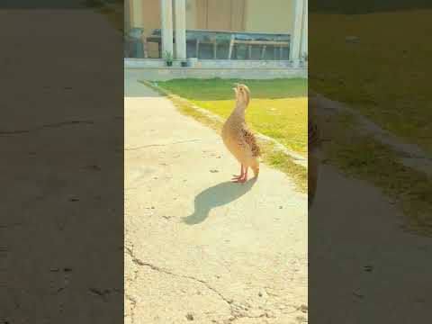 teetar voice 🔥#viral #foryou